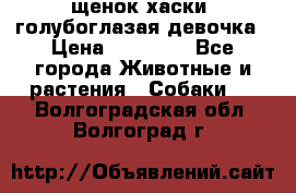 щенок хаски  голубоглазая девочка › Цена ­ 12 000 - Все города Животные и растения » Собаки   . Волгоградская обл.,Волгоград г.